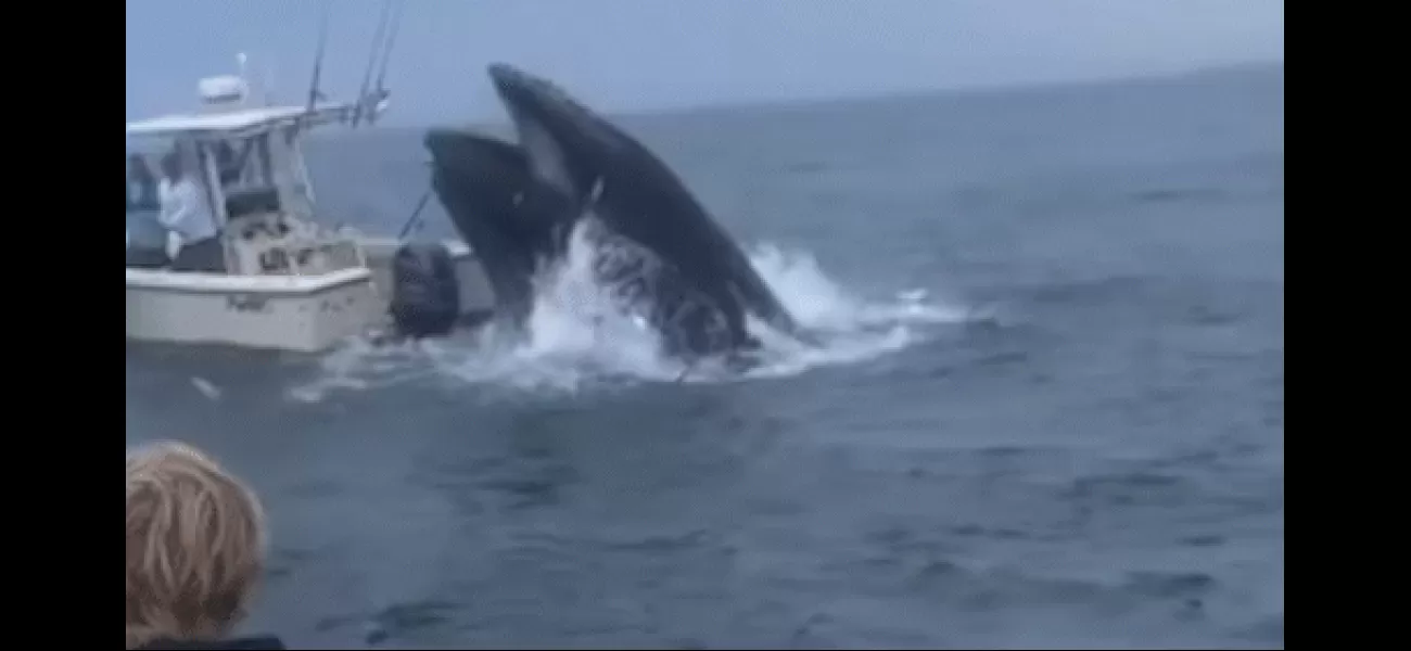 Unbelievable footage of whale's violent encounter with boat.