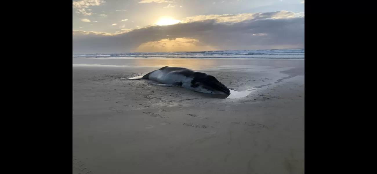 Baby whale put down after getting stuck on K'gari beach.