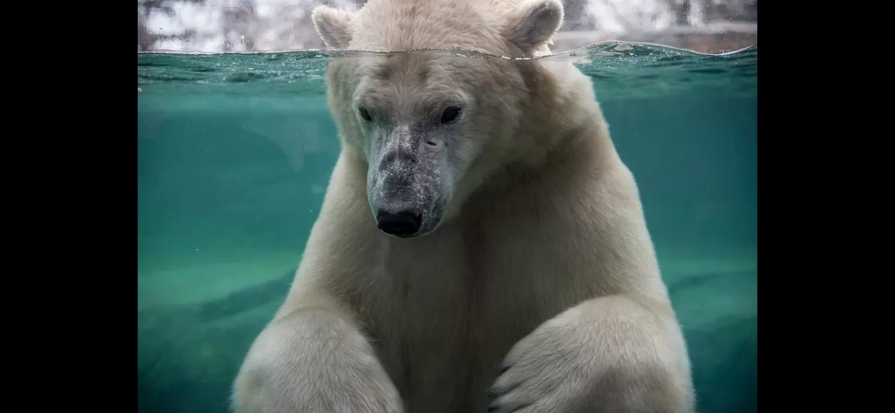 Zoo polar bear dies from rough play in water.