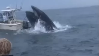 Unbelievable footage of whale's violent encounter with boat.