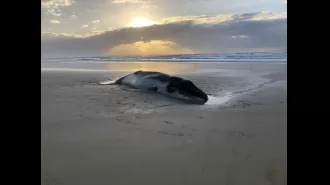 Baby whale put down after getting stuck on K'gari beach.
