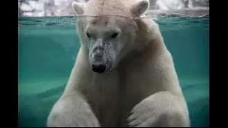 Zoo polar bear dies from rough play in water.