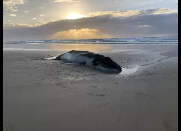 Baby whale put down after getting stuck on K'gari beach.