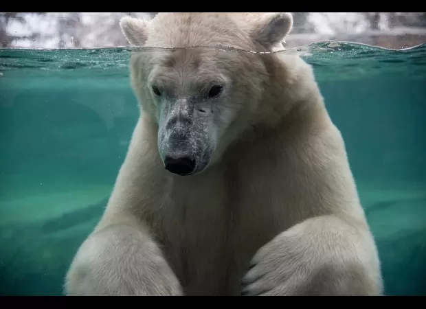 Zoo polar bear dies from rough play in water.