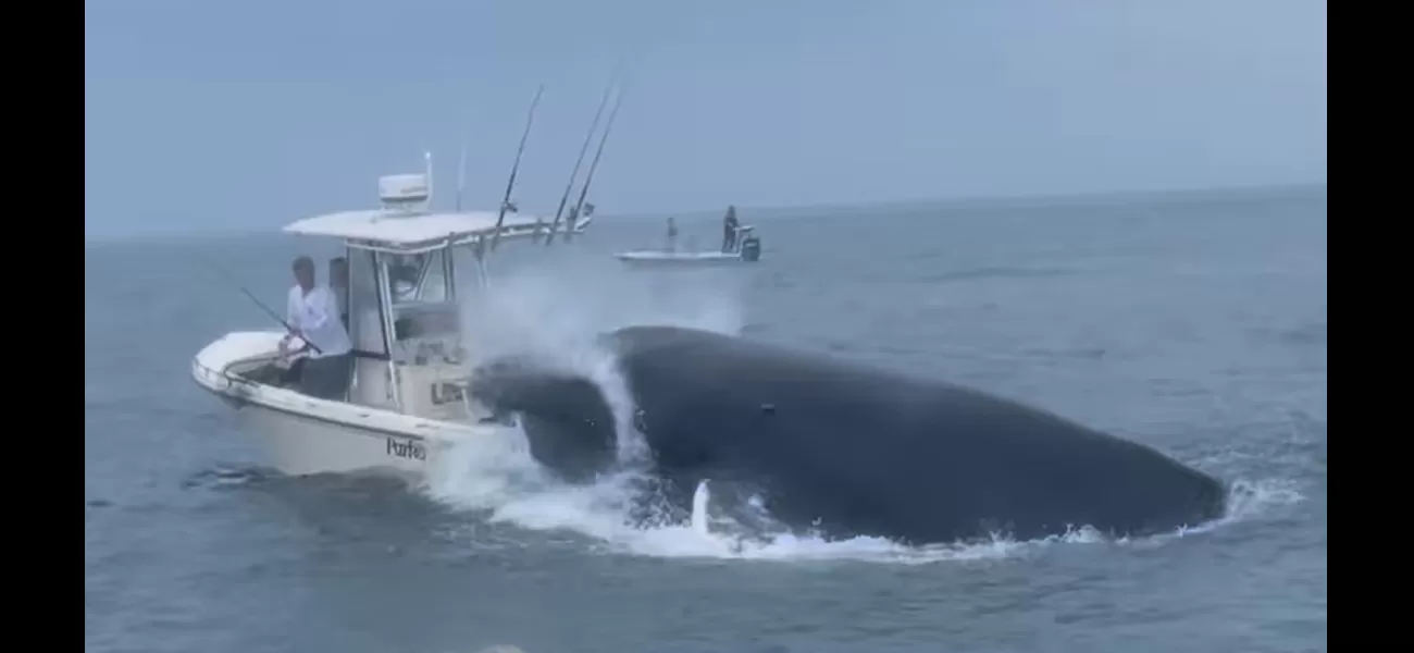 Emergency distress message as whale overturns boat, throwing passengers into sea.