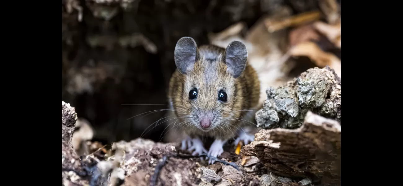 Alert about deadly rodent illness that has claimed four lives in America and has no known treatment.