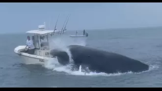 Emergency distress message as whale overturns boat, throwing passengers into sea.