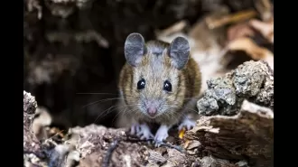 Alert about deadly rodent illness that has claimed four lives in America and has no known treatment.