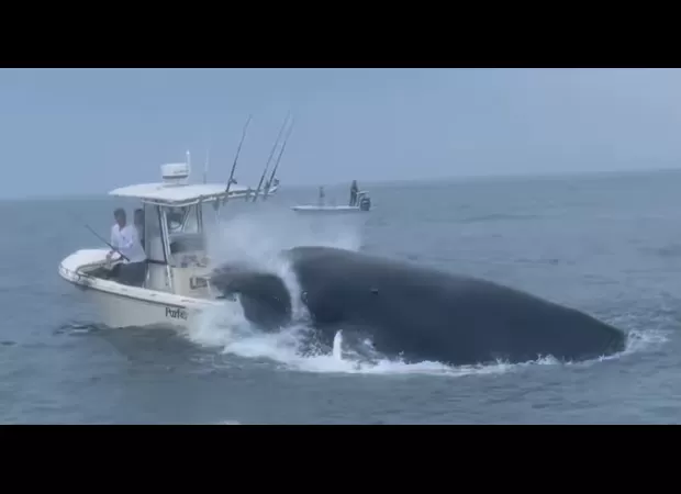 Emergency distress message as whale overturns boat, throwing passengers into sea.