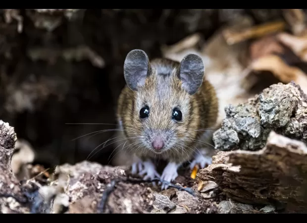 Alert about deadly rodent illness that has claimed four lives in America and has no known treatment.