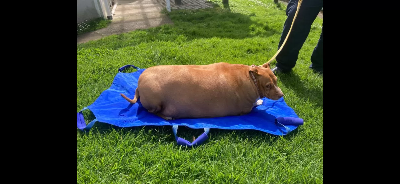 Woman imprisoned for death of extremely overweight dog.