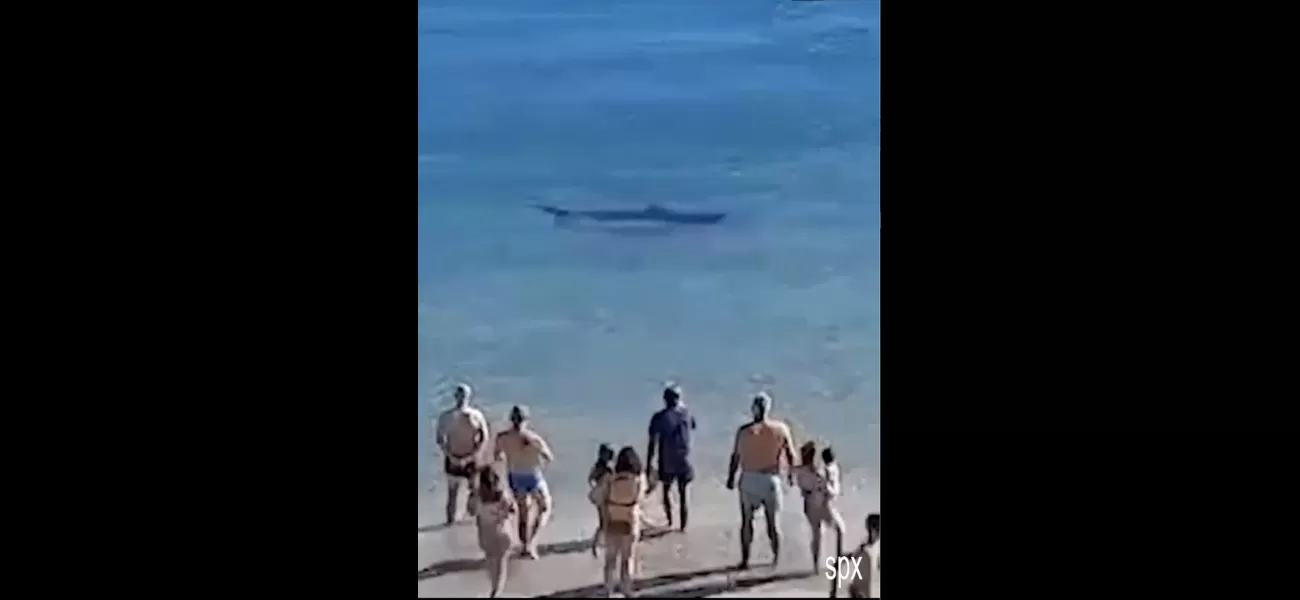 A shark was seen swimming very close to a well-visited beach.