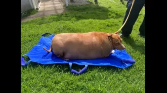 Woman imprisoned for death of extremely overweight dog.