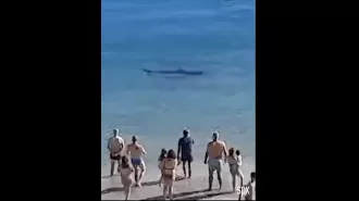 A shark was seen swimming very close to a well-visited beach.