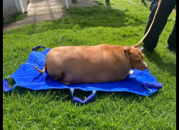 Woman imprisoned for death of extremely overweight dog.