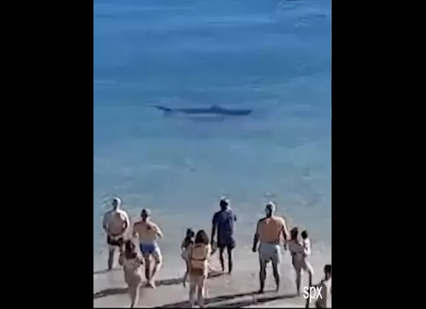 A shark was seen swimming very close to a well-visited beach.