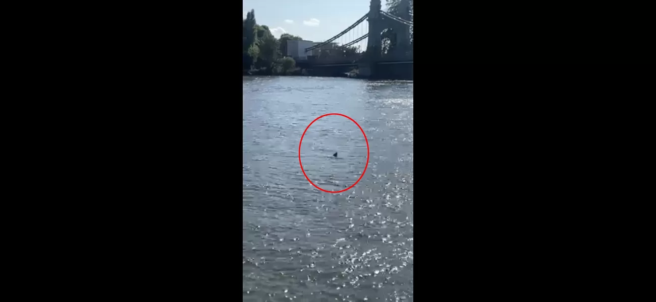 A frightening movie on Netflix has become real as a 'shark' was sighted in the River Thames.