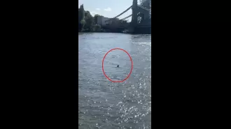 A frightening movie on Netflix has become real as a 'shark' was sighted in the River Thames.