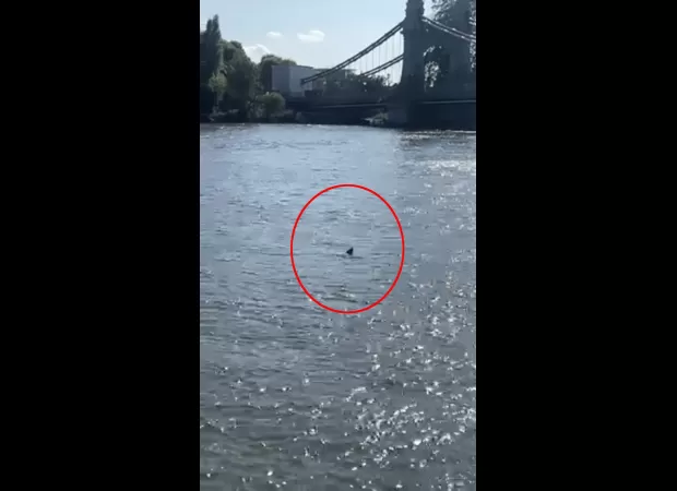 A frightening movie on Netflix has become real as a 'shark' was sighted in the River Thames.