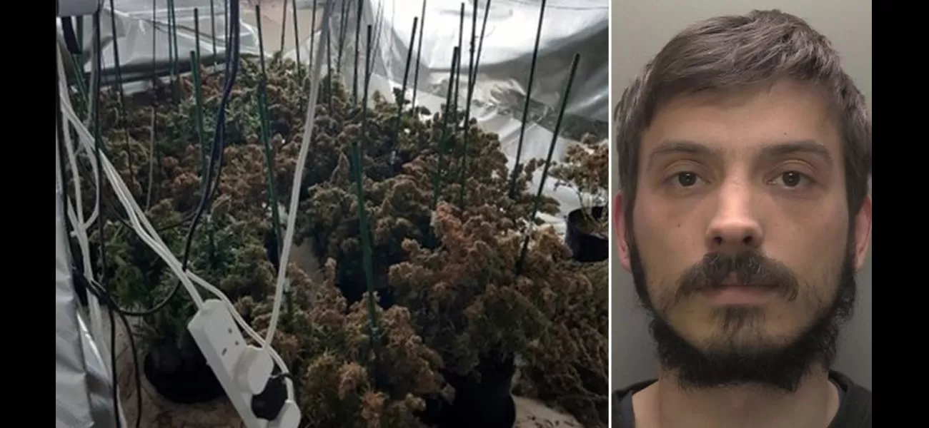 Man grew illegal cannabis to fund grandmother's surgery.