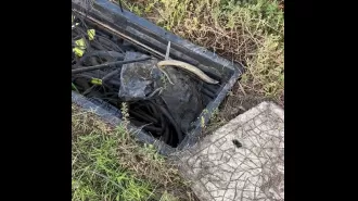 Employees at Telstra seek assistance after uncovering a scaly and unexpected surprise.