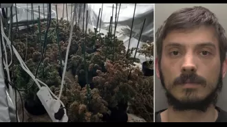 Man grew illegal cannabis to fund grandmother's surgery.