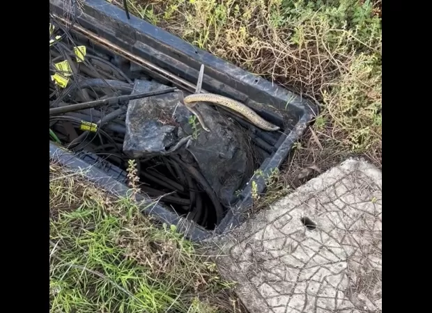 Employees at Telstra seek assistance after uncovering a scaly and unexpected surprise.