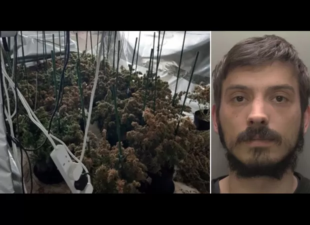 Man grew illegal cannabis to fund grandmother's surgery.