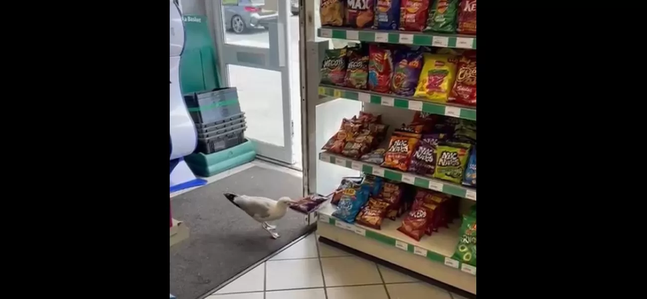 A seagull named Steven who shoplifted crisps has been banned from the store.