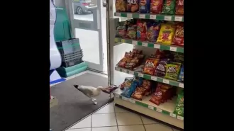 A seagull named Steven who shoplifted crisps has been banned from the store.
