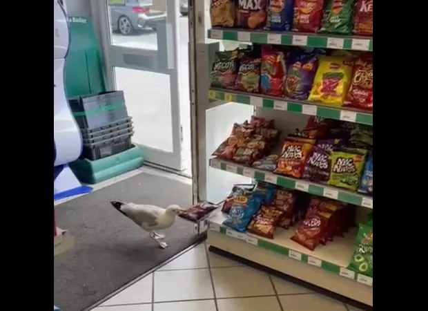A seagull named Steven who shoplifted crisps has been banned from the store.