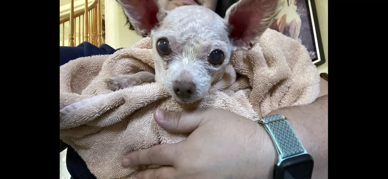 After nine years, owner and Chihuahua reunited.