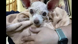 After nine years, owner and Chihuahua reunited.
