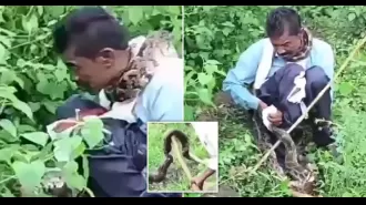 Enormous 17-ft snake attacks man while peeing in bushes.