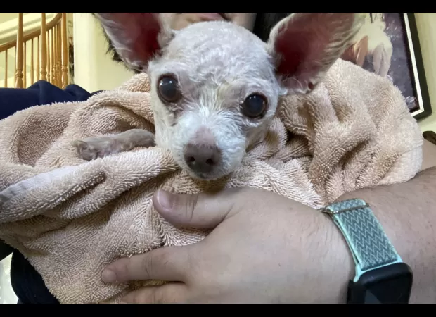 After nine years, owner and Chihuahua reunited.