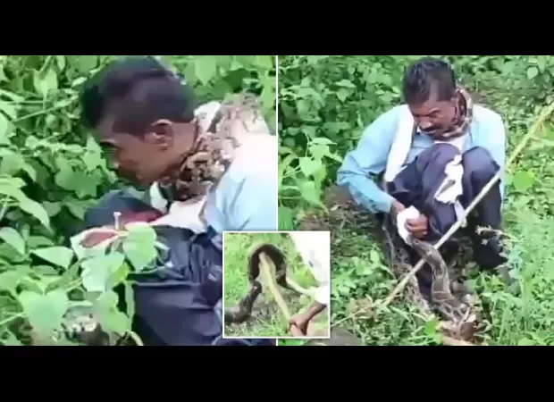 Enormous 17-ft snake attacks man while peeing in bushes.