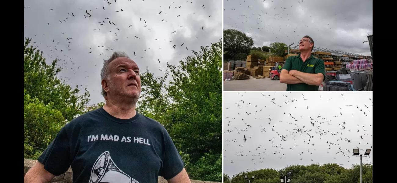 3,000 seagulls invade town, residents unsure how to handle situation.