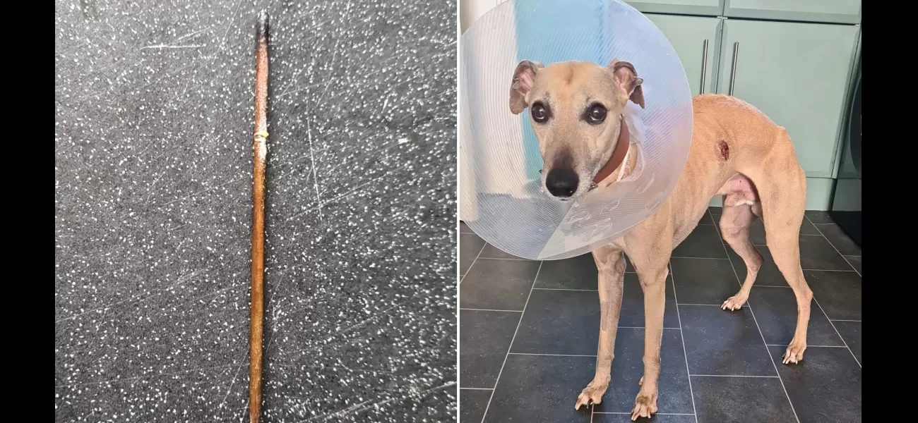 Dog's possible cancer diagnosis turns out to be a 12cm kebab skewer lodged in ribs.