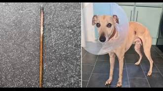 Dog's possible cancer diagnosis turns out to be a 12cm kebab skewer lodged in ribs.