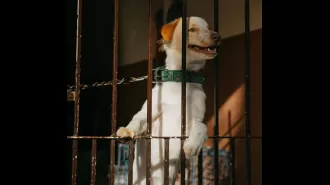 Former NFL player sentenced to 60 days of hard labor for animal cruelty.