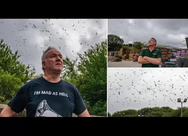 3,000 seagulls invade town, residents unsure how to handle situation.