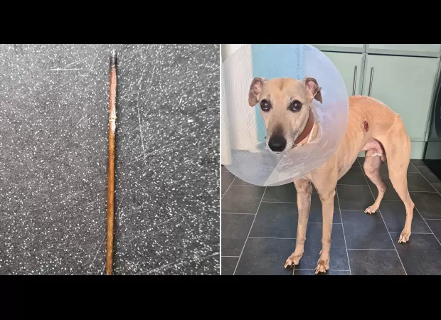 Dog's possible cancer diagnosis turns out to be a 12cm kebab skewer lodged in ribs.