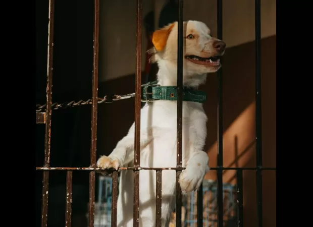 Former NFL player sentenced to 60 days of hard labor for animal cruelty.