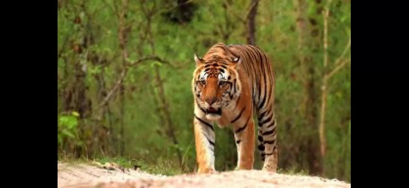 Forest officials in Odisha are conducting a search for a tiger suspected of killing 17 cattle.