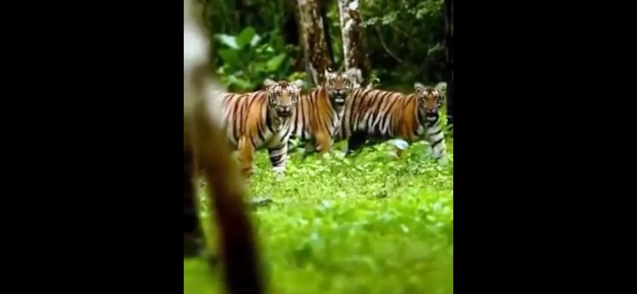 Two female tigers will be relocated to Similipal on International Tiger Day.