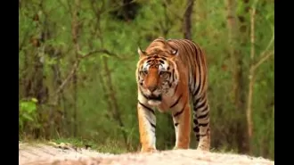 Forest officials in Odisha are conducting a search for a tiger suspected of killing 17 cattle.
