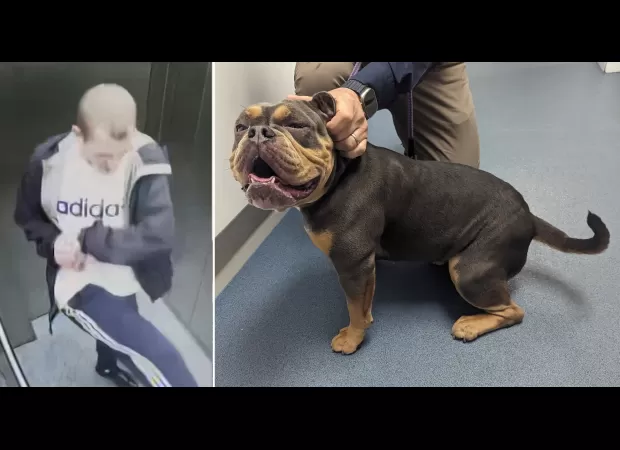 A 22-year-old man was caught stomping on the head of a helpless puppy named Biscuit.