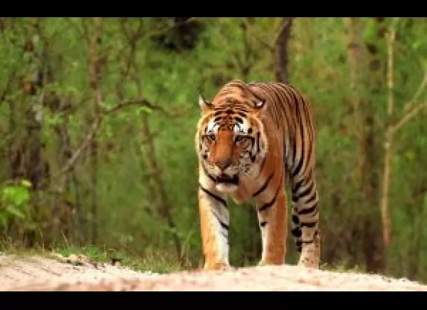 Forest officials in Odisha are conducting a search for a tiger suspected of killing 17 cattle.