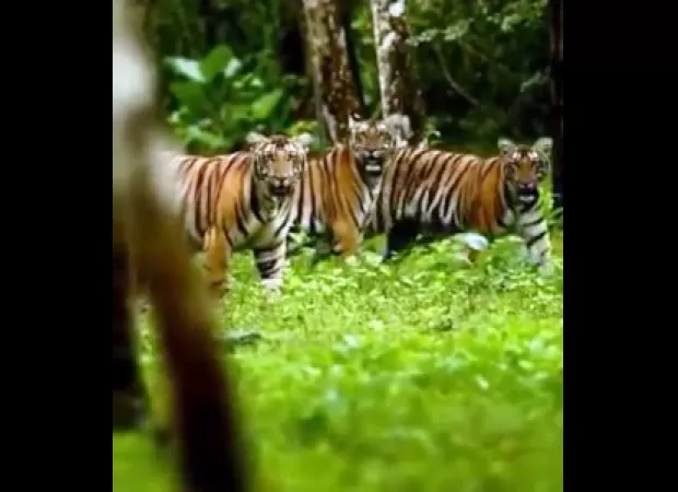 Two female tigers will be relocated to Similipal on International Tiger Day.