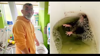 A couple is tormented by rats that gnaw on them while they sleep and even invade their toilet.